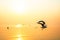 BeautifulÃ‚Â landscape sea and sky sunset and Seagull flying in the golden sky background . Soft focus